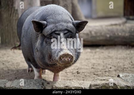 Mini-Schwein (Sus Scrofa f. Domestikus). Stockfoto