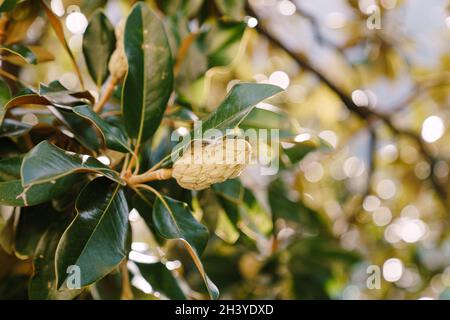 Nahaufnahme der Frucht der Tannenzapfen Magnolie Broschüre auf den Zweigen in den grünen Blättern. Stockfoto