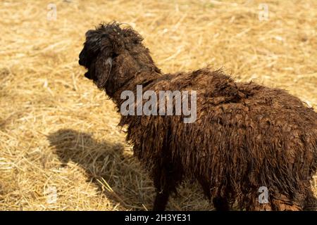 Ein schwarzes Schaf auf dem Bauernhof. Das Tier ist Sommer auf dem Land. Die Wolle ist dick bei Schafen. Stockfoto