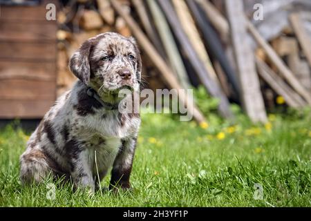 Gepunkteter Labrador Retriever-Welpe. Stockfoto