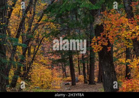 Mäanderender Waldweg mit Ahornblättern in Herbstfarbe Stockfoto