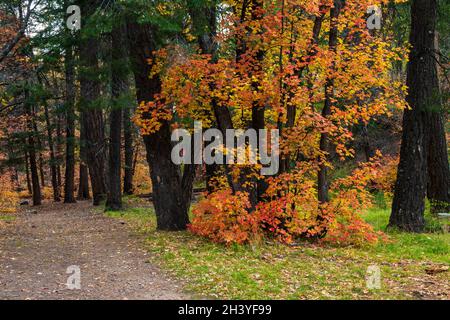 Mäanderender Waldweg mit Ahornblättern in Herbstfarbe Stockfoto