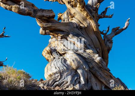 Alter Baum Stockfoto