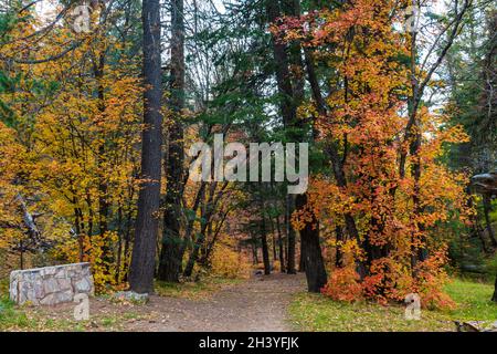 Meandering forest path with maple leaves in fall color Stockfoto