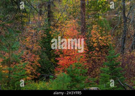 Mehrfarbige Bäume im schönen Wald im Herbst Stockfoto