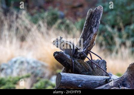 Porträt eines Chipmunks auf Ästen mit weichem Hintergrund Stockfoto