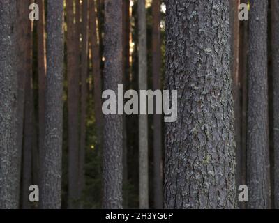 Kiefernwald am sonnigen Sommertag. Stockfoto