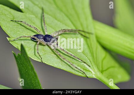 Philodromus ist schlecht. Stockfoto