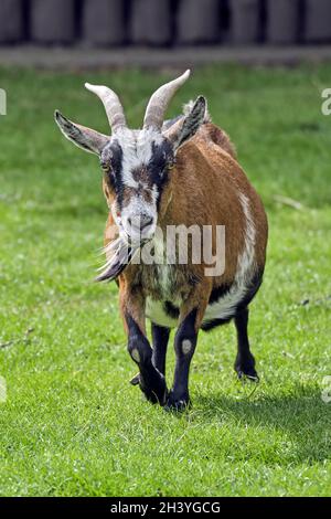 Westafrikanische Zwergziege (Capra aegagrus hircus). Stockfoto