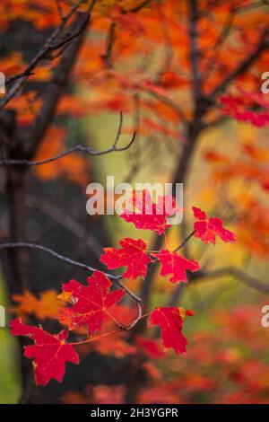 Leuchtend rote Ahornblätter auf Ast im Wald Stockfoto