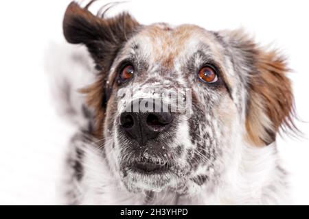 Aufmerksam aufschauender Hund, Fokus auf Nase Stockfoto