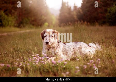 Großer Hund liegt in rosa Blüten Stockfoto