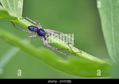 Philodromus ist schlecht. Stockfoto