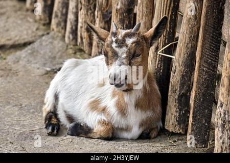 Westafrikanische Zwergziege (Capra aegagrus hircus). Stockfoto