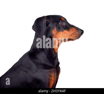 Sechs Monate alter Welpe von Dobermann Stockfoto