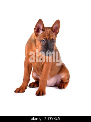 Drei Monate alter Welpe von Thai Ridgeback Stockfoto