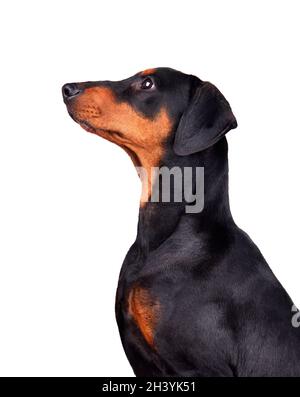 Porträt des Dobermann Pinscher Welpen Stockfoto