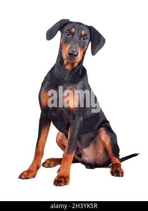 Sechs Monate alter Welpe von Dobermann Stockfoto