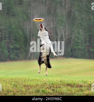 Hund, der eine Frisbee-Scheibe fängt Stockfoto