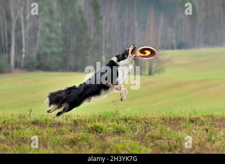 Border Collie fangen Frisbee Stockfoto