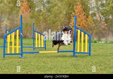 Aussie Hund springt auf Agility Training Stockfoto