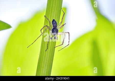 Philodromus ist schlecht. Stockfoto