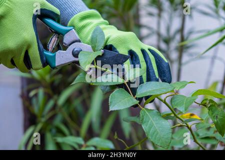 Gärtner schneidet Rosen im Garten.Home Gartenarbeit Stockfoto