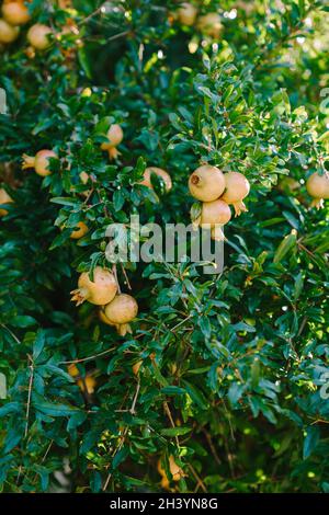 Viele Granatapfelfrüchte auf Ästen. Stockfoto