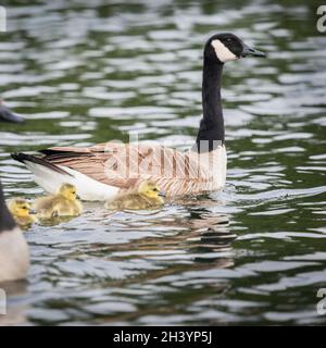 Eltern Gänse führen ihre Gänse schwimmen in der spät. Vertikales Format. Stockfoto