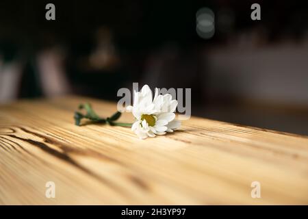 Nahaufnahme der Kamille auf einer strukturierten Holzoberfläche, unscharfer Hintergrund. Stockfoto