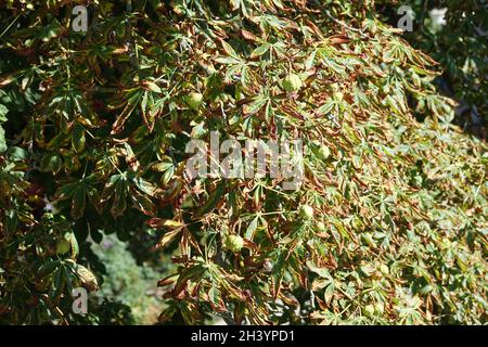 Aesculus hippocastanum, Rosskastanie, Blattnekrose Stockfoto