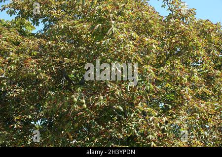 Aesculus hippocastanum, Rosskastanie, Blattnekrose Stockfoto