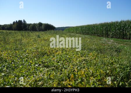 Glycin max, Sojabohne, in Bayern Stockfoto