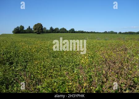 Glycin max, Sojabohne, in Bayern Stockfoto