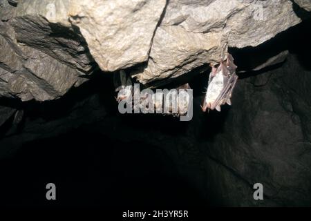 Zwergfledermaus (Myotis blythii) in der Höhle. Stockfoto