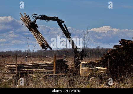 Vorgänge zum Verladen eines Logging-Staplers Stockfoto