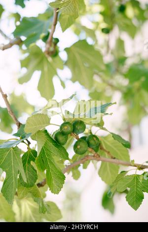 Große Feigenfrüchte im Laub auf dem Baum. Stockfoto