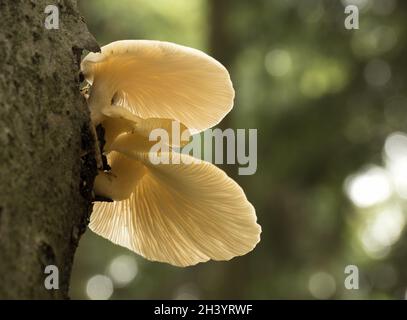 Pilze wachsen auf einem Baumstamm im Herbstwald. Stockfoto