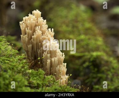 Seltene Pilze wachsen auf einem Moosigen Baum. Ramaria pulcherrima. Stockfoto