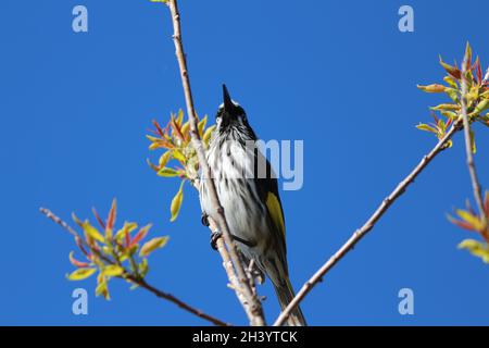 Bird Out strahlt den blauen Himmel Stockfoto