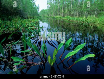 Okeefenokee Swamp in Georgia Stockfoto