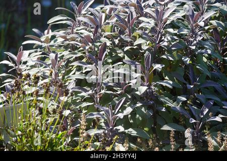 Salvia Officinalis Purpurascens, lila Salbei Stockfoto