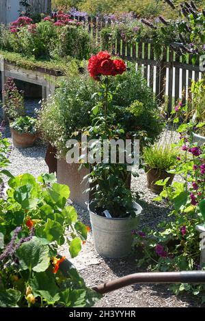 Rosa heißer Kakao, Rose in einem Topf Stockfoto