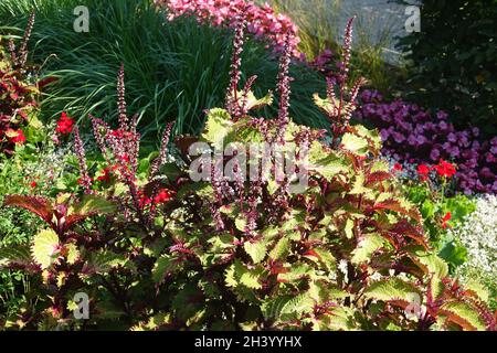 Solenostemon scutellarioides, SYN. Coleus blumei, bemalte Brennnessel Stockfoto