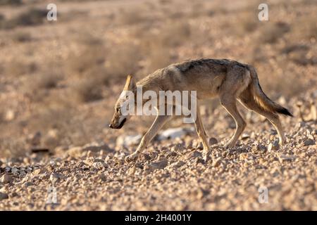 Der junge arabische Wolf (Canis lupus arabs) ist eine Unterart des grauen Wolfes Stockfoto