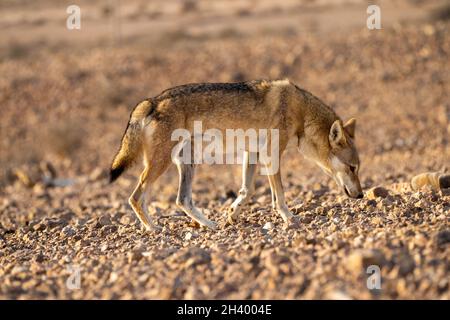 Der weibliche arabische Wolf (Canis lupus arabs) ist eine Unterart des grauen Wolfes Stockfoto