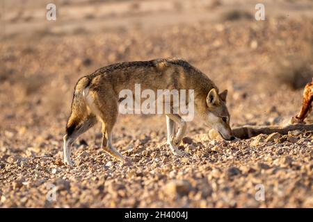 Der weibliche arabische Wolf (Canis lupus arabs) ist eine Unterart des grauen Wolfes Stockfoto