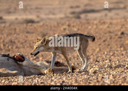 Der weibliche arabische Wolf (Canis lupus arabs) ist eine Unterart des grauen Wolfes Stockfoto