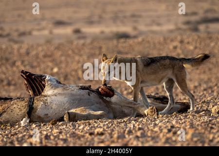 Der weibliche arabische Wolf (Canis lupus arabs) ist eine Unterart des grauen Wolfes Stockfoto