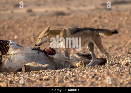 Der weibliche arabische Wolf (Canis lupus arabs) ist eine Unterart des grauen Wolfes Stockfoto